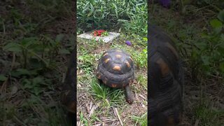 Melon the RedFoot Tortoise Please Subscribe