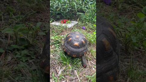 Melon the RedFoot Tortoise Please Subscribe