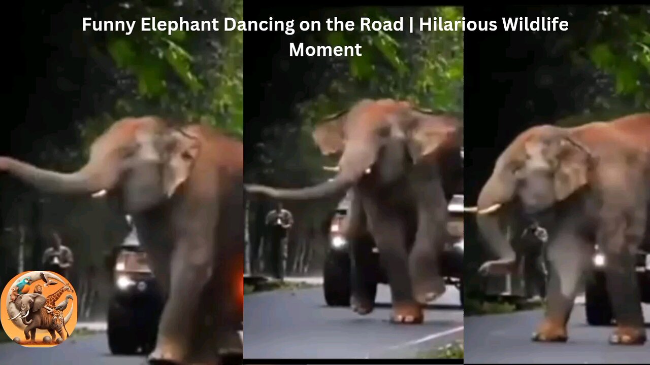 Funny Elephant Dancing on the Road | Hilarious Wildlife Moment