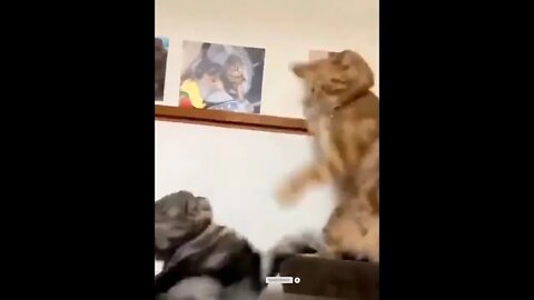 funny cat videos | cute cat videos| cute animals funny cats #shorts #shortsfunny #cutecat #funnycat