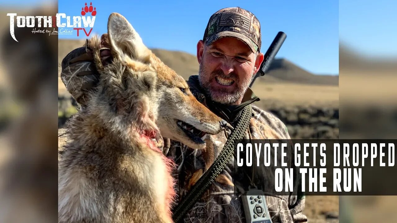 Coyote Gets Dropped On The Run - Coyote Hunting