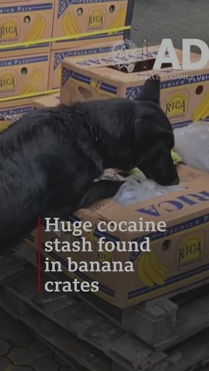 Italian police find huge cocaine stash hidden in banana crates