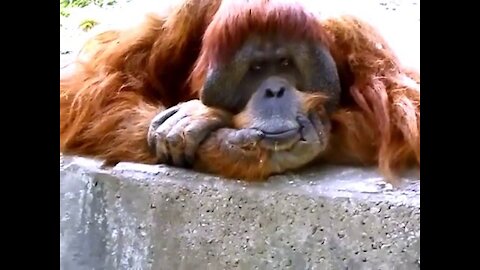 funniest orangutan