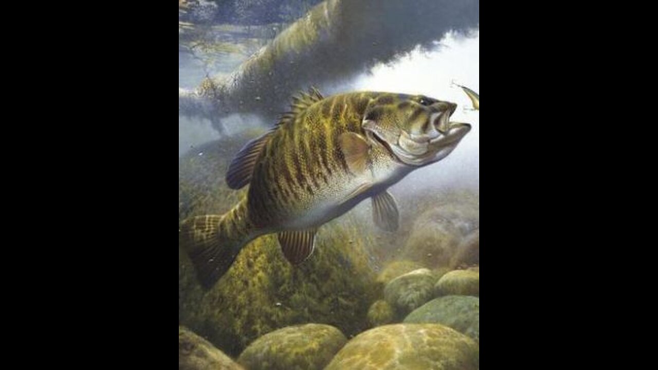 what's the hardest fighting bass?