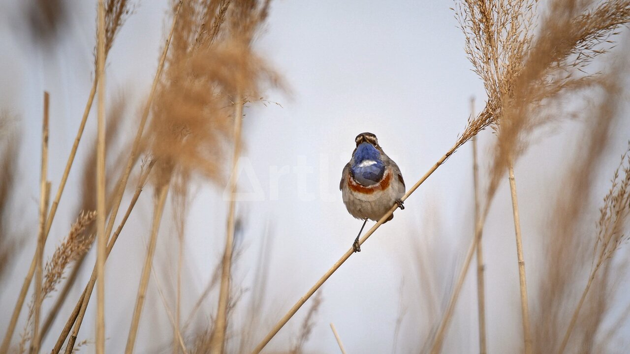 Songbird, bird, wildlife , blue throat bird , Nature