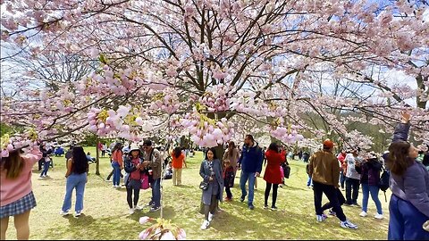Cherry Blossoms in Toronto High Park 4K