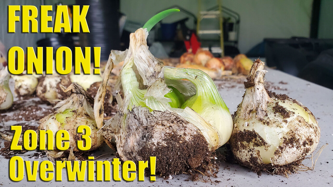 Wait, What? Green Onions Are Perennial Down To 33 Below Zero?