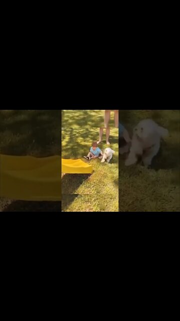 1Min Animal World #dogs #cats #pet