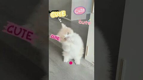 funny cat videos | cute cat videos| cute animals funny cats #shorts #shortsfunny #cutecat #funnycat