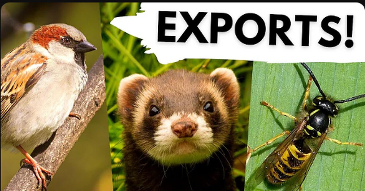 10 Native UK animals that are invasive around the world!