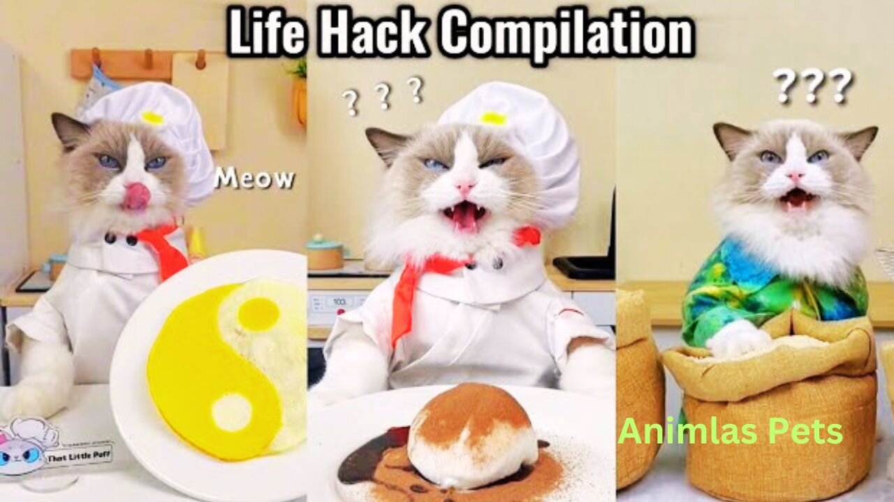 Smart Cats Can Cook