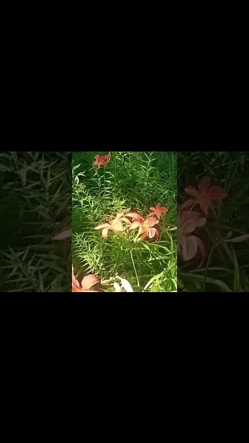 What is edible here part 8 Wood Lily