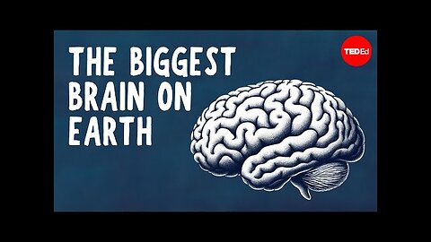 What the biggest brain on Earth can do