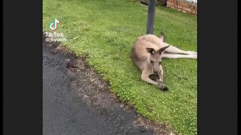 Here is proof that every Aussie has a pet kangaroo