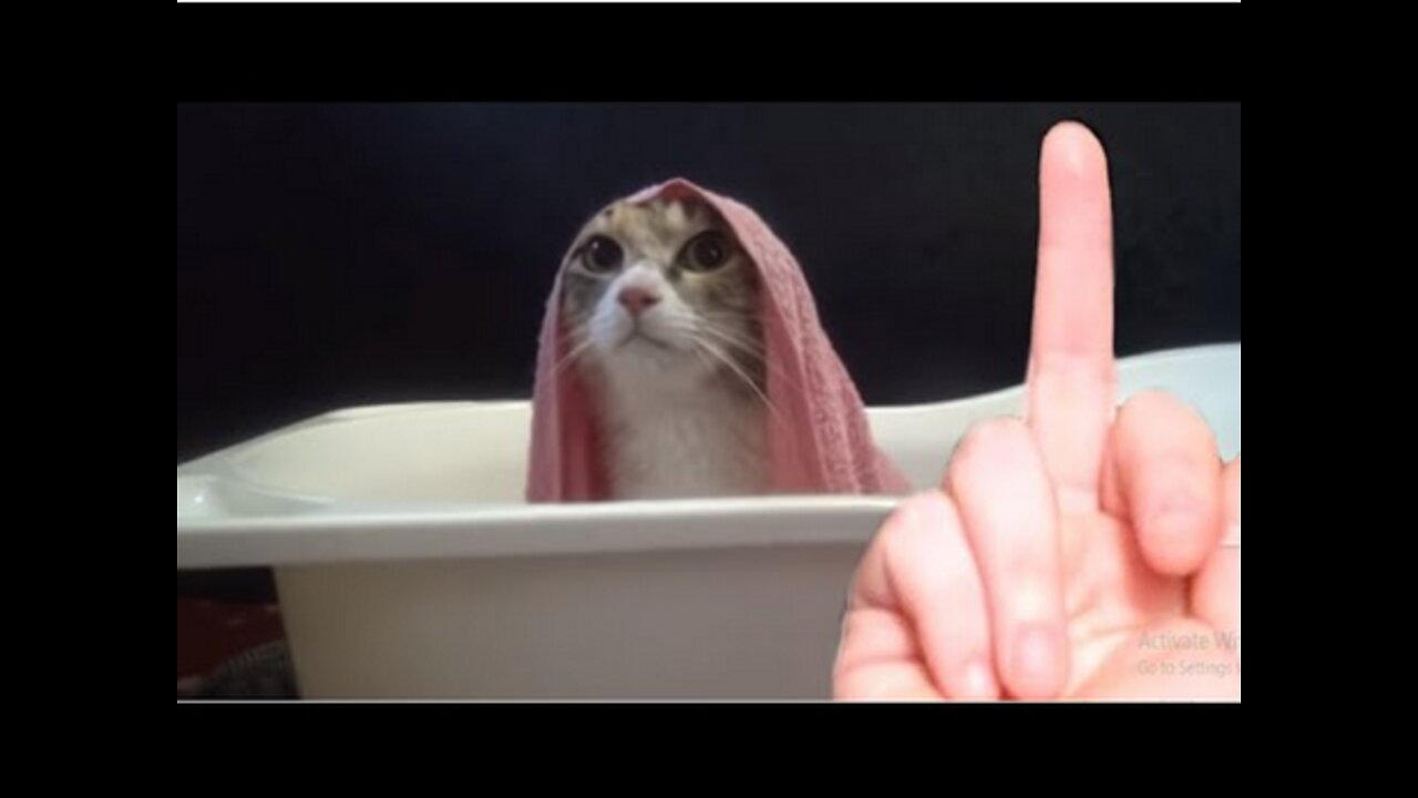Funny Cute Cat Video compilations. Cute and Funny Baby cat