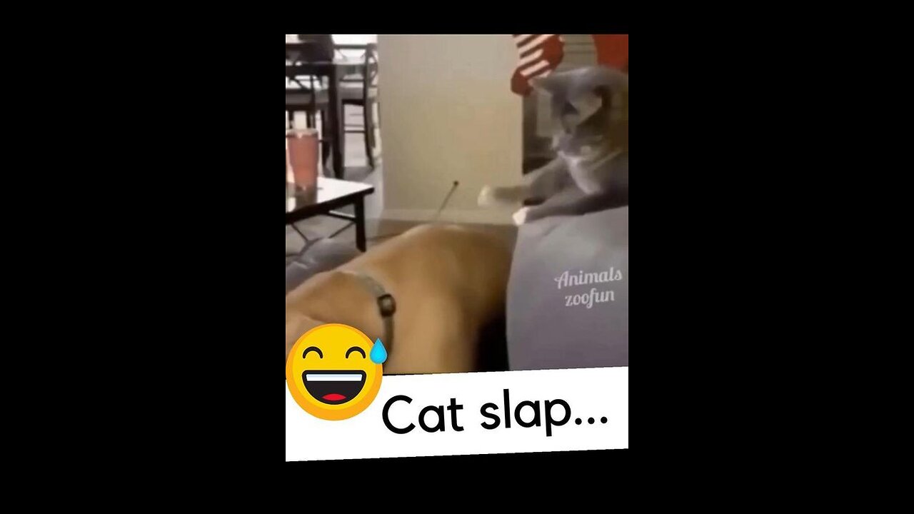 Funniest Animals 2023 😍 New Funny Cats and Dogs Videos 😻🐶