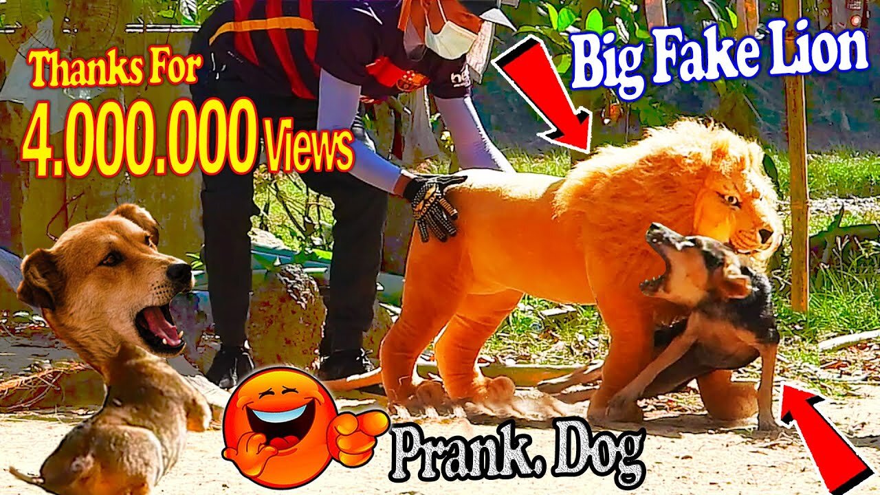 Troll Prank Dog Funny & fake Lion and Fake Tiger Prank To dog & Huge Box Prank to dog