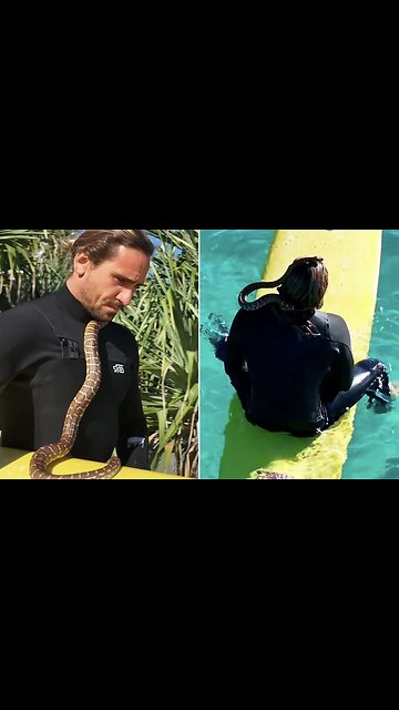 Gold Coast 'legend' Higor Fiuza takes pet python surfing