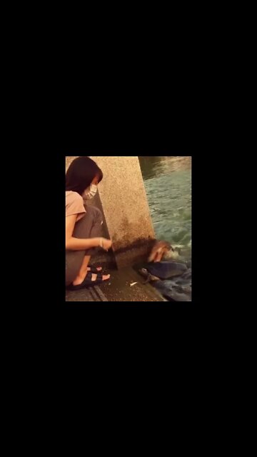 Funny dogs and cats videos | Funny and cat cute videos | Best Funny Animal videos Shorts-1