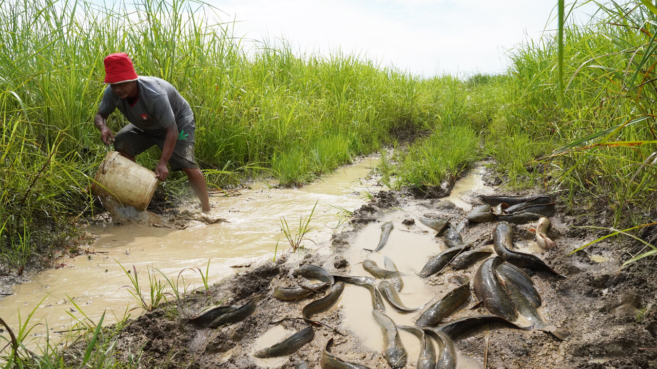 Wow! Amazing fishing - Searching & Catfish In Big Secret Hole Dry Season By Fisherman Skills