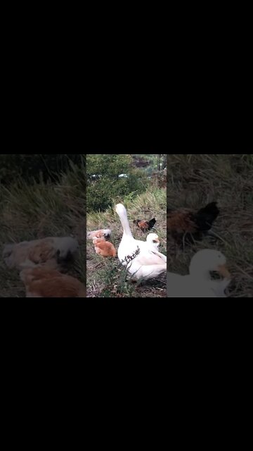 Assorted farm birds free ranging