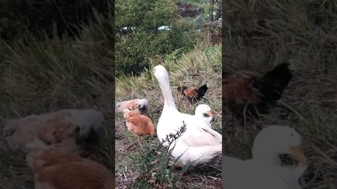 Assorted farm birds free ranging