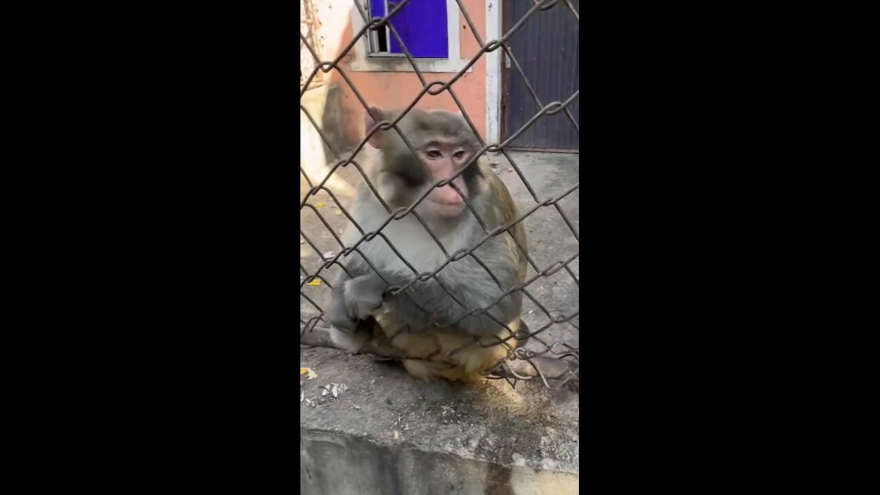 🐵😂😂😂