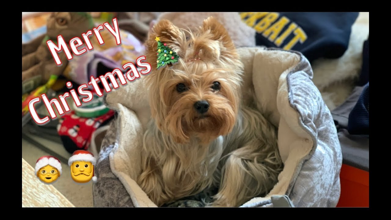 Merry Yorkie Christmas