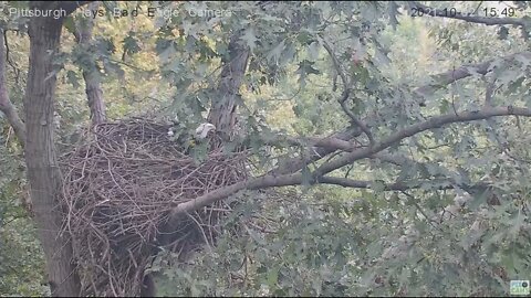 Hays Eagles Dad brings a stick then hangs out in the attic 2021 10 02 15:48