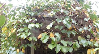 Kiwi Vine Looks like a Ceiling a Short Video