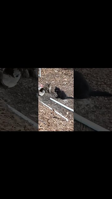 wild kittens appeared #shortsfeed #kittycat #kitty #shortsvideo #youtubeshorts