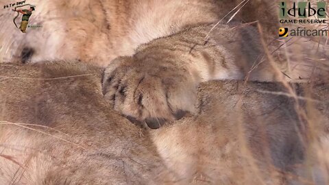 LIONS: Following The Pride 49: The Last Days Of The Ravenscourt Lioness