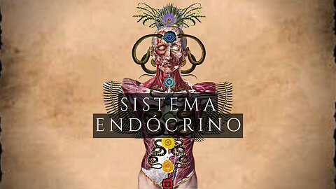 Sistema endocrino y los Chakras