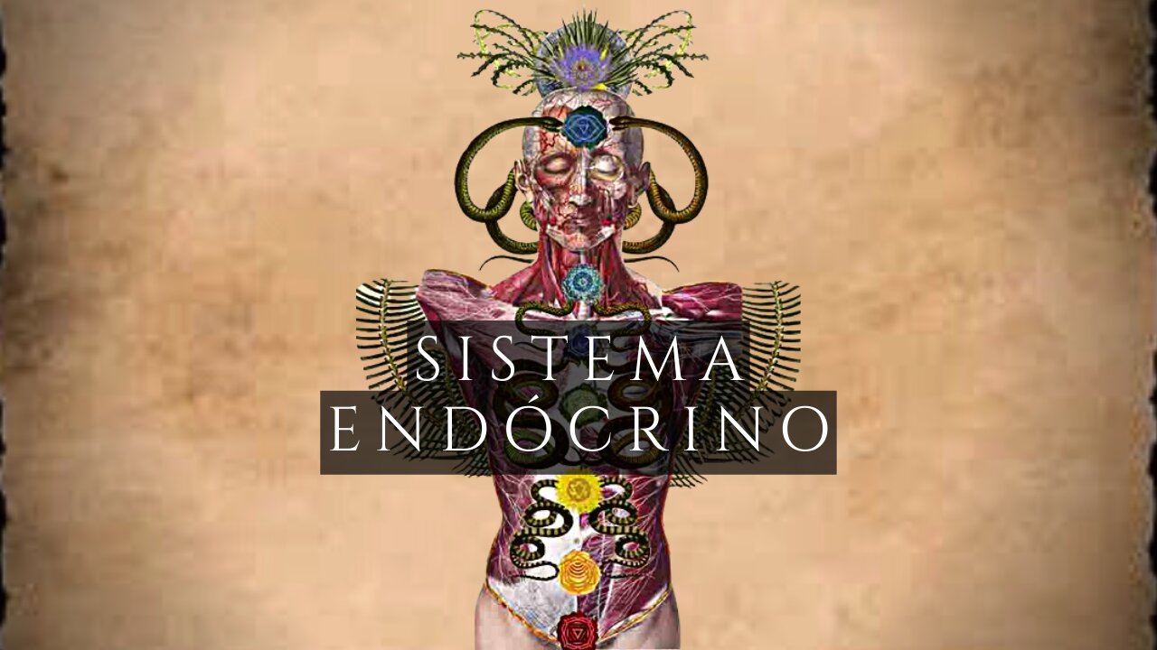 Sistema endocrino y los Chakras