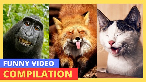 New Best Funny Animals