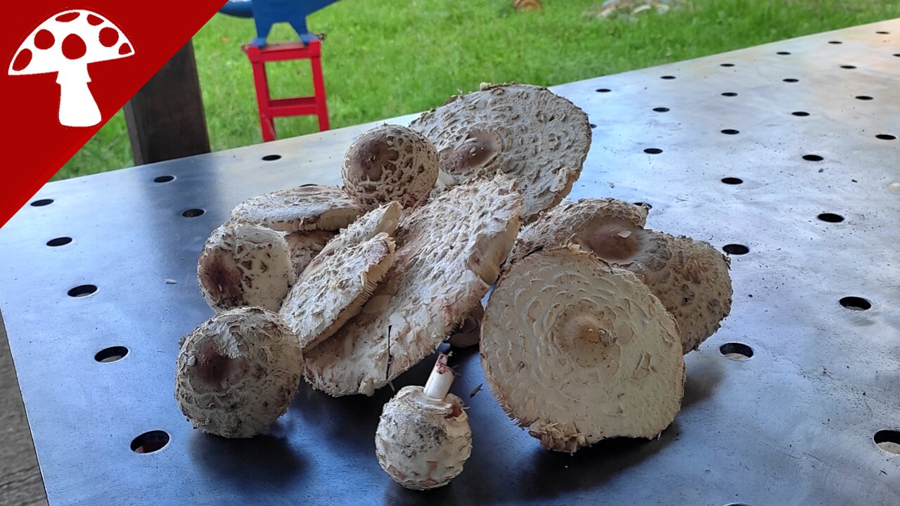 Autumn mushrooms (Macrolepiota procera)