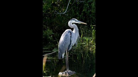 The beauty of neature(birds)