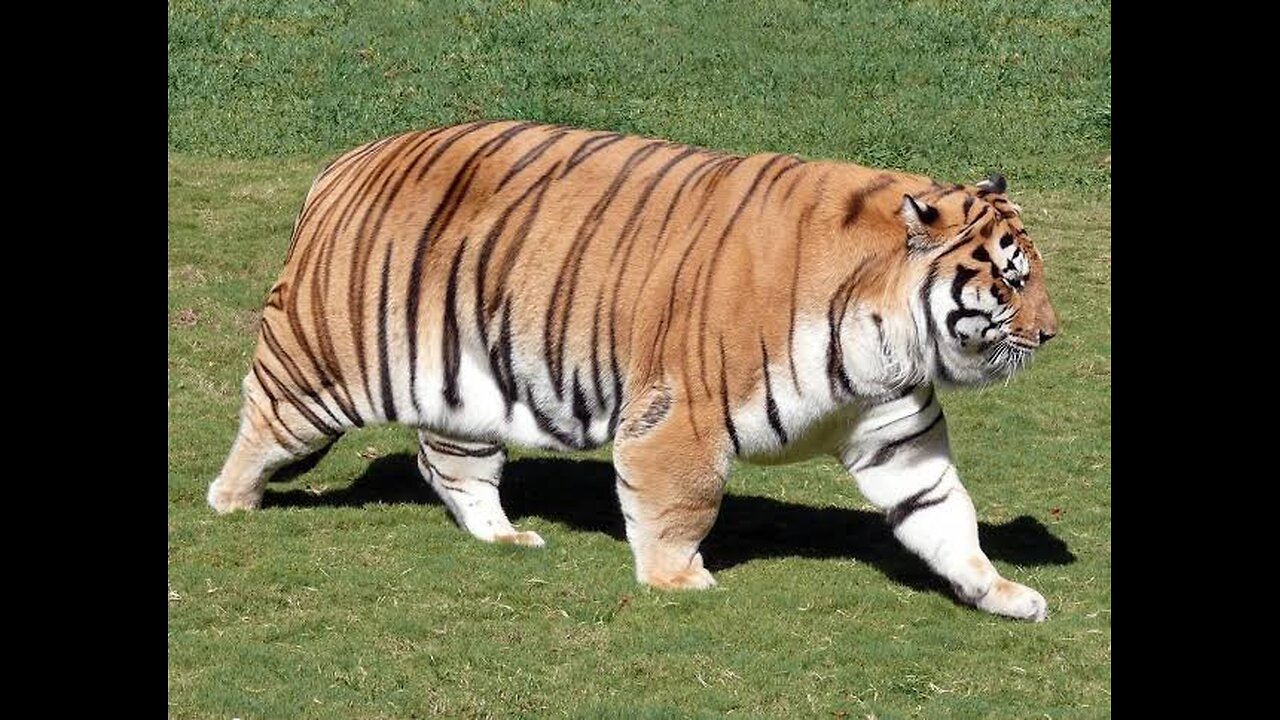 Fat Tiger 🐯🐅