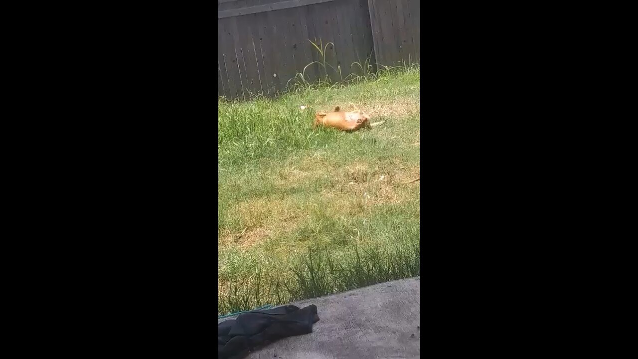 My silly dog Tinkerbell