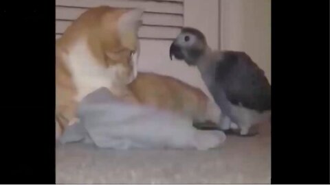 Cute Kitty #1#