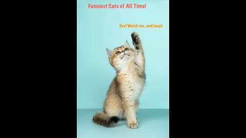 Funniest Cats of All Time