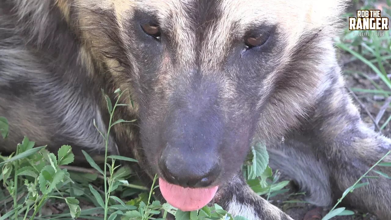 Rare African Painted Wolf Pack Chewing On An Impala (Presented By Super Teachers Unite)