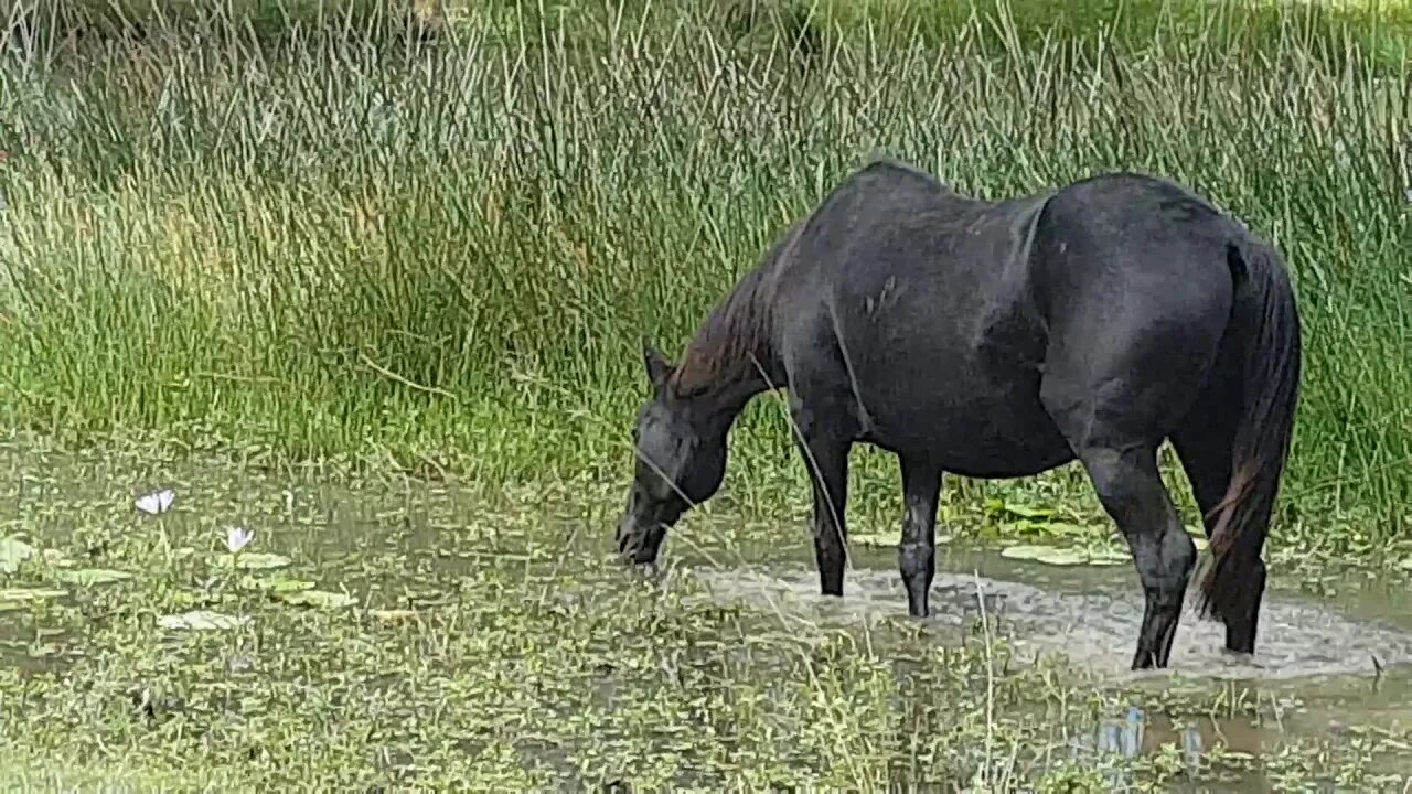 Tuppy in the dam