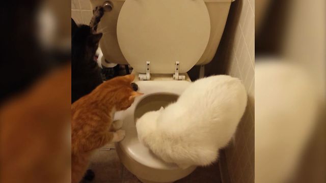 Curious Cats Learn How To Flush