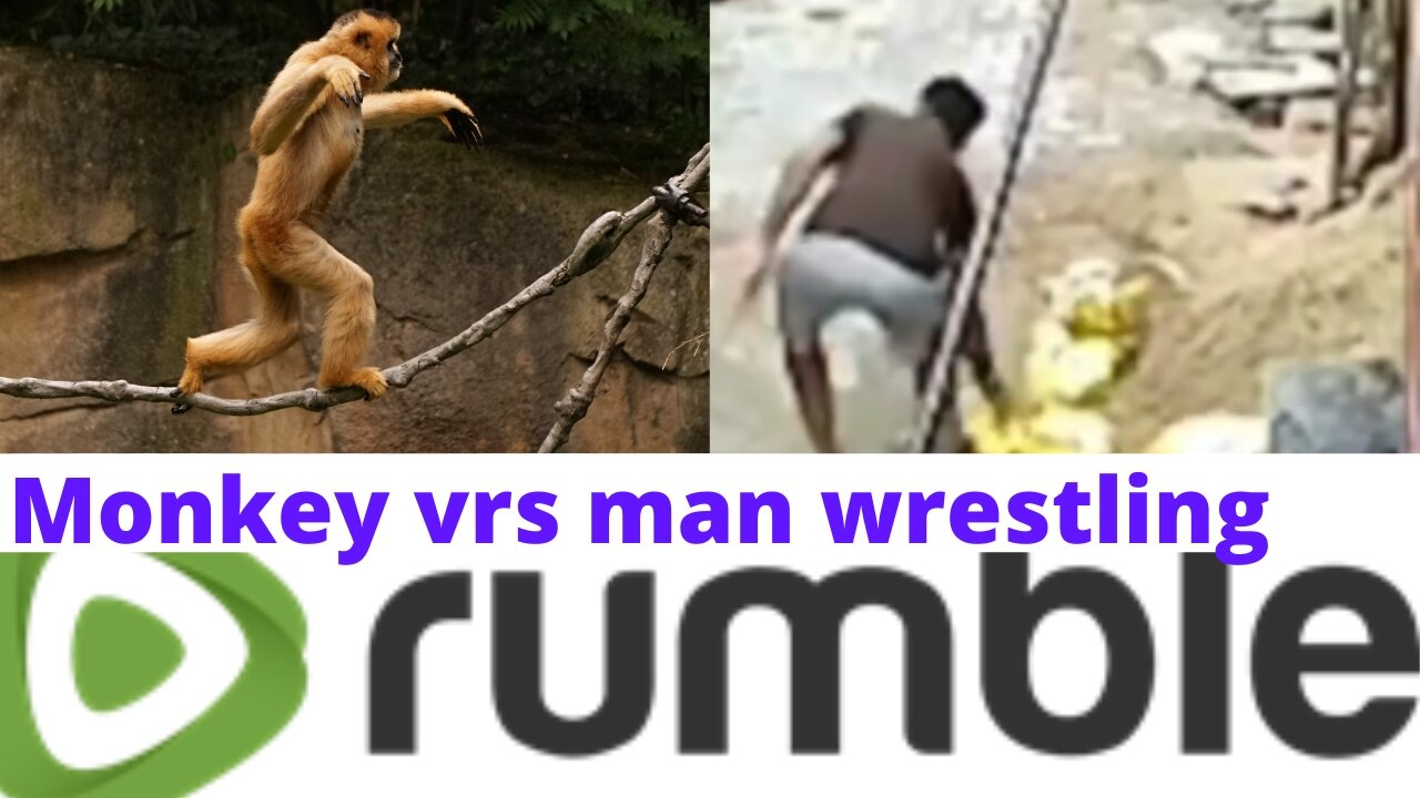 Man vrs monkey real life wrestling