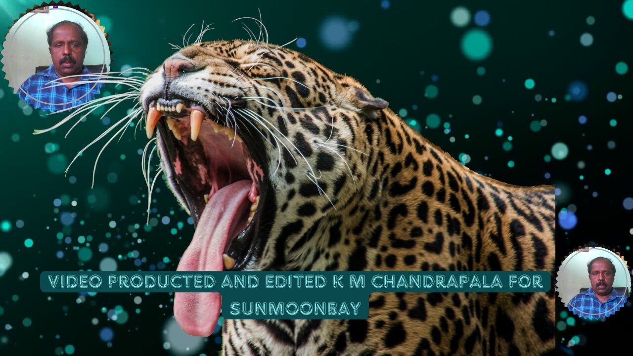 Incredible Jaguar Adventures: Motivational Wildlife Story