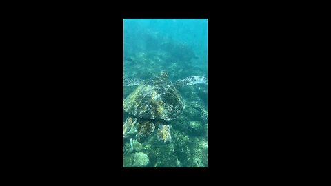 The best swimming....