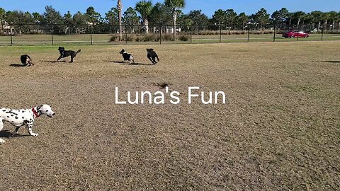 Luna's Fun