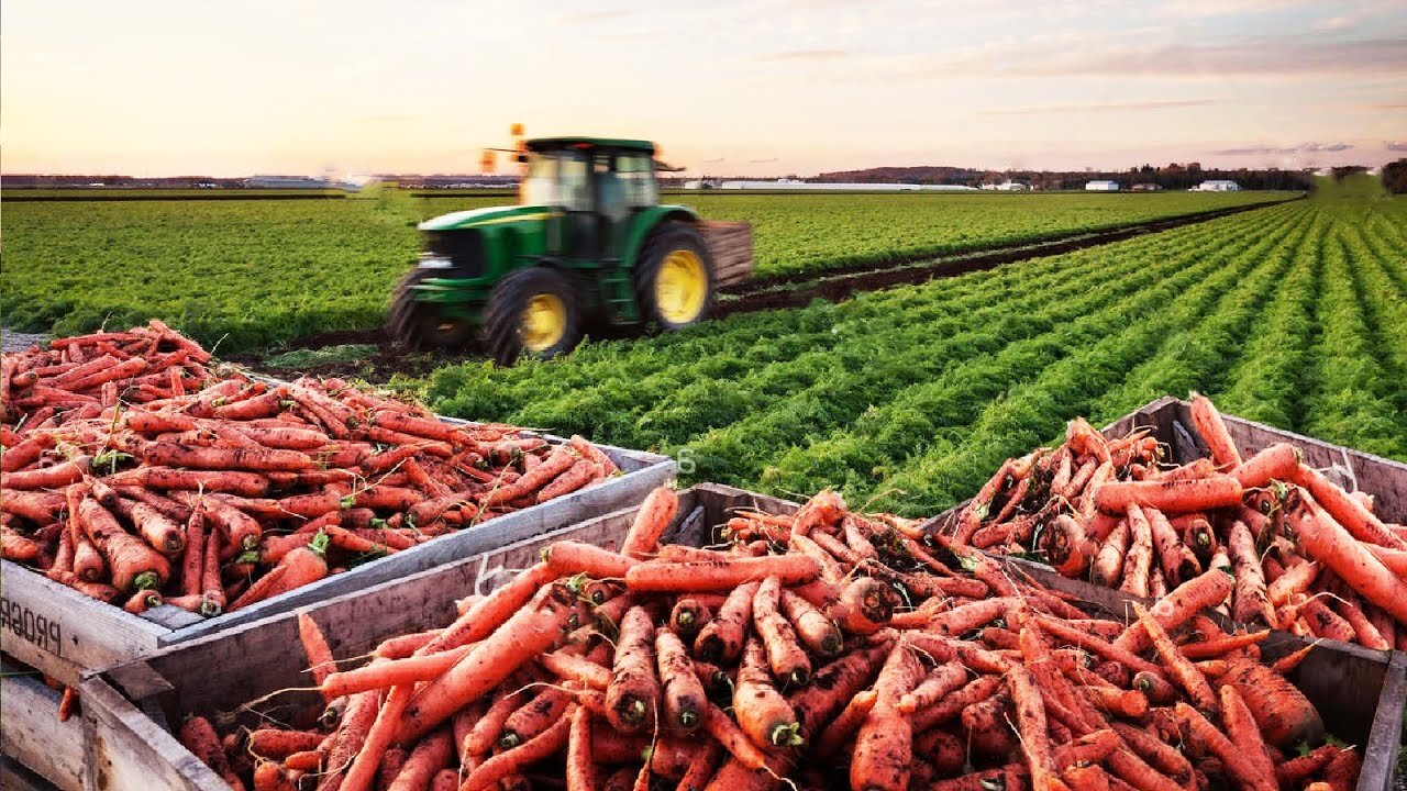 Carrot Harvesting Machine and Carrot Packing Machine - Mordem Agriculture Techonology