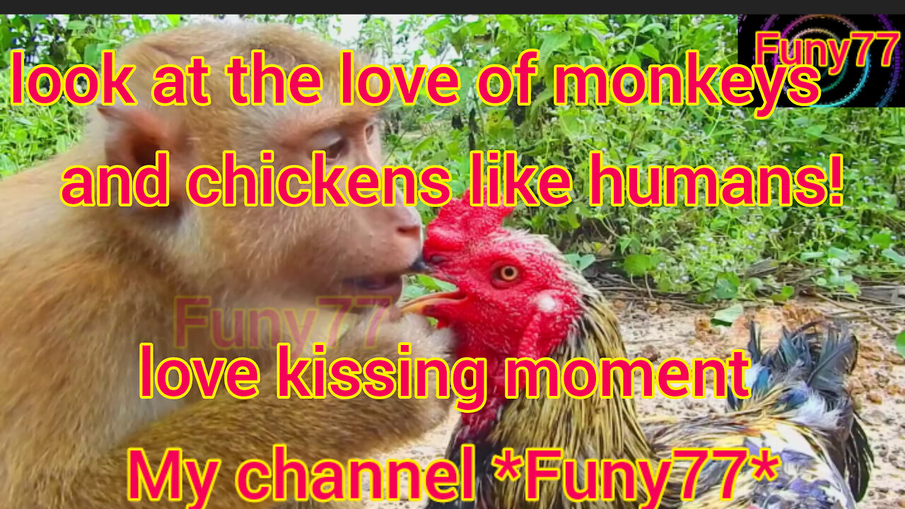 Monkey & Chickens love kissing moment. very funy vdo!